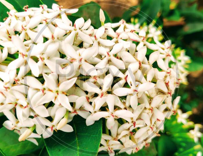 Beautiful White Ixora Coccinea flowers with green leaves