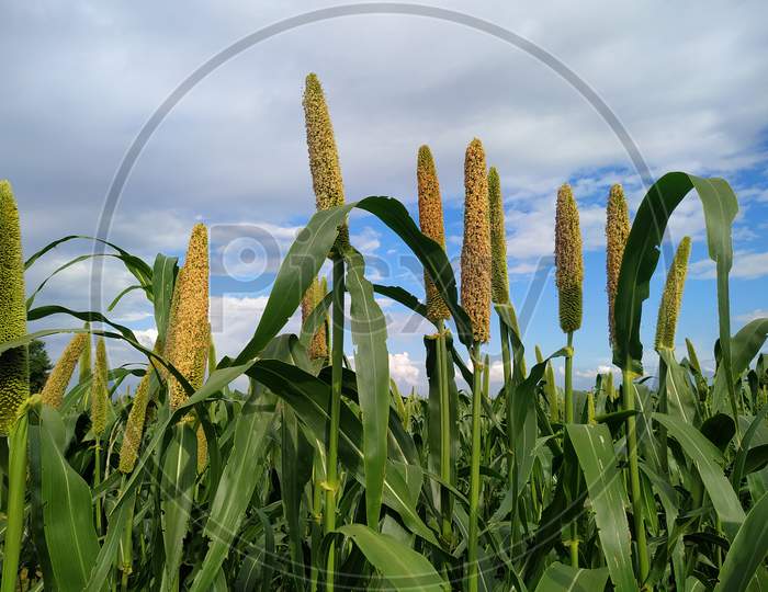 Millet Ears On Blue Sky Background