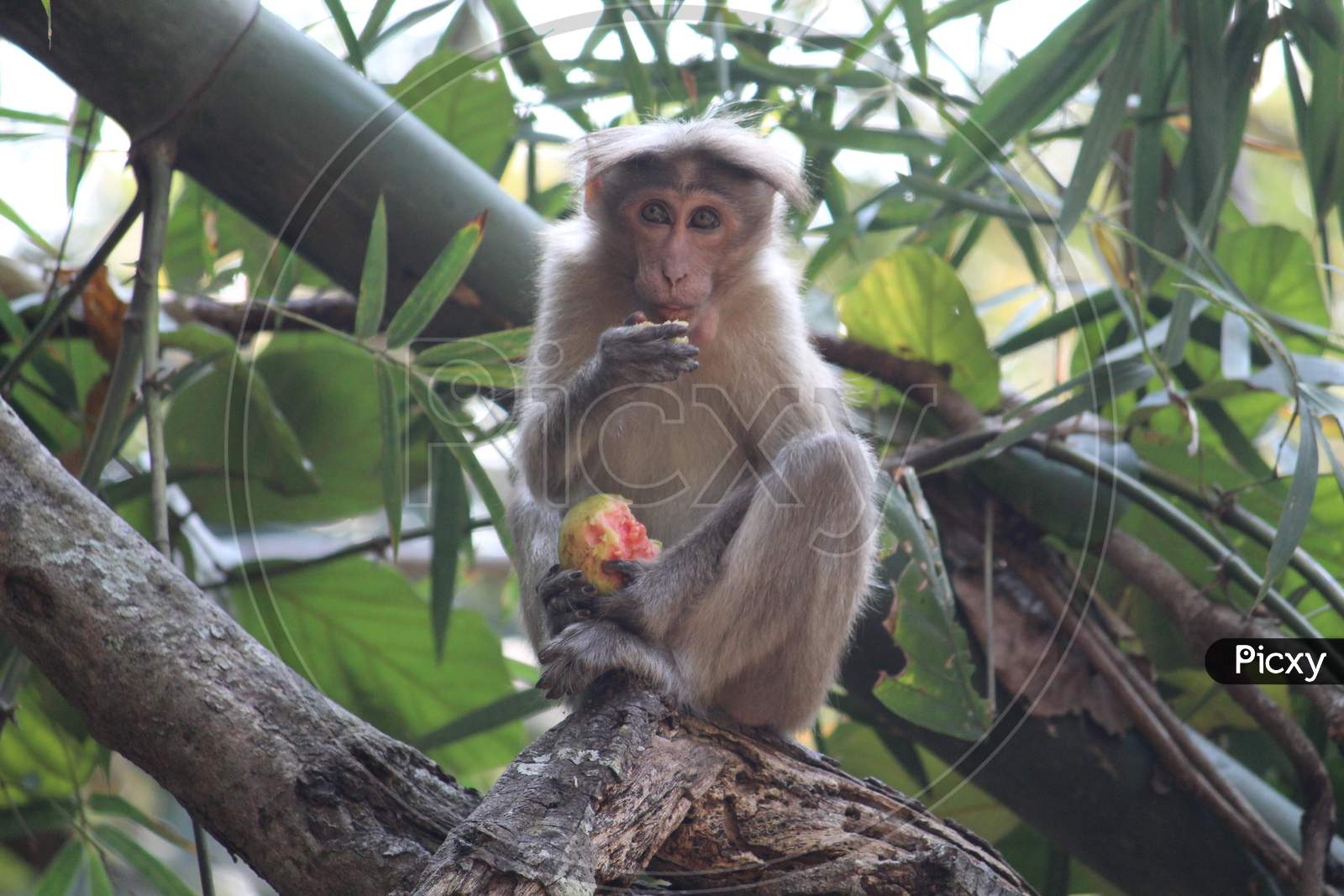 monkey sitting on the tree and eating guava