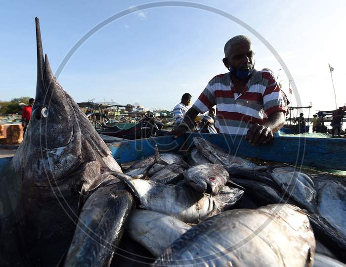 Fishermen Busy At Kasimedu Fish Market, During The Ongoing Nationwide Covid-19 Lockdown, In Chennai Saturday, Aug 22.2020,