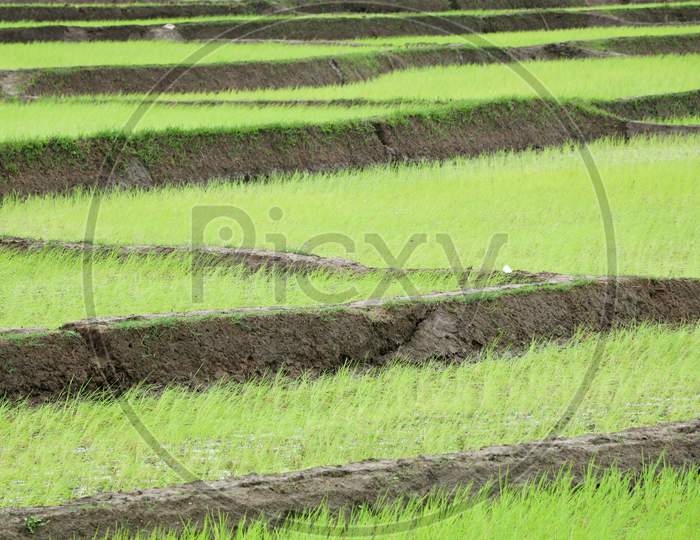 Newly Planted Paddy Field In A Village