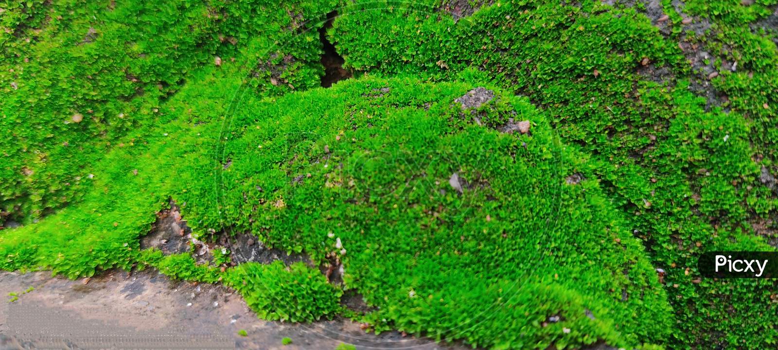 India green nature moss landscap