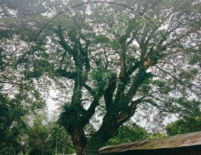 Monsoon tree