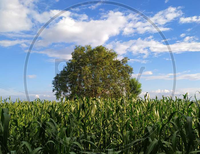 Millet Plants And Tree On Blue Sky Background