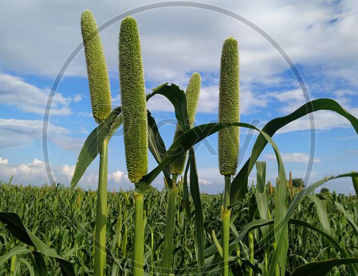 Green Millet Ears On Blue Sky Background