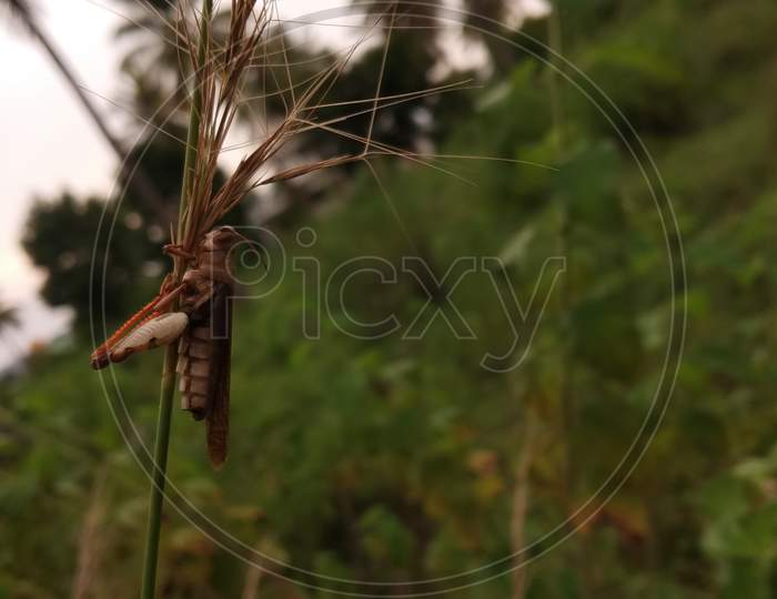 Brown grasshopper.
