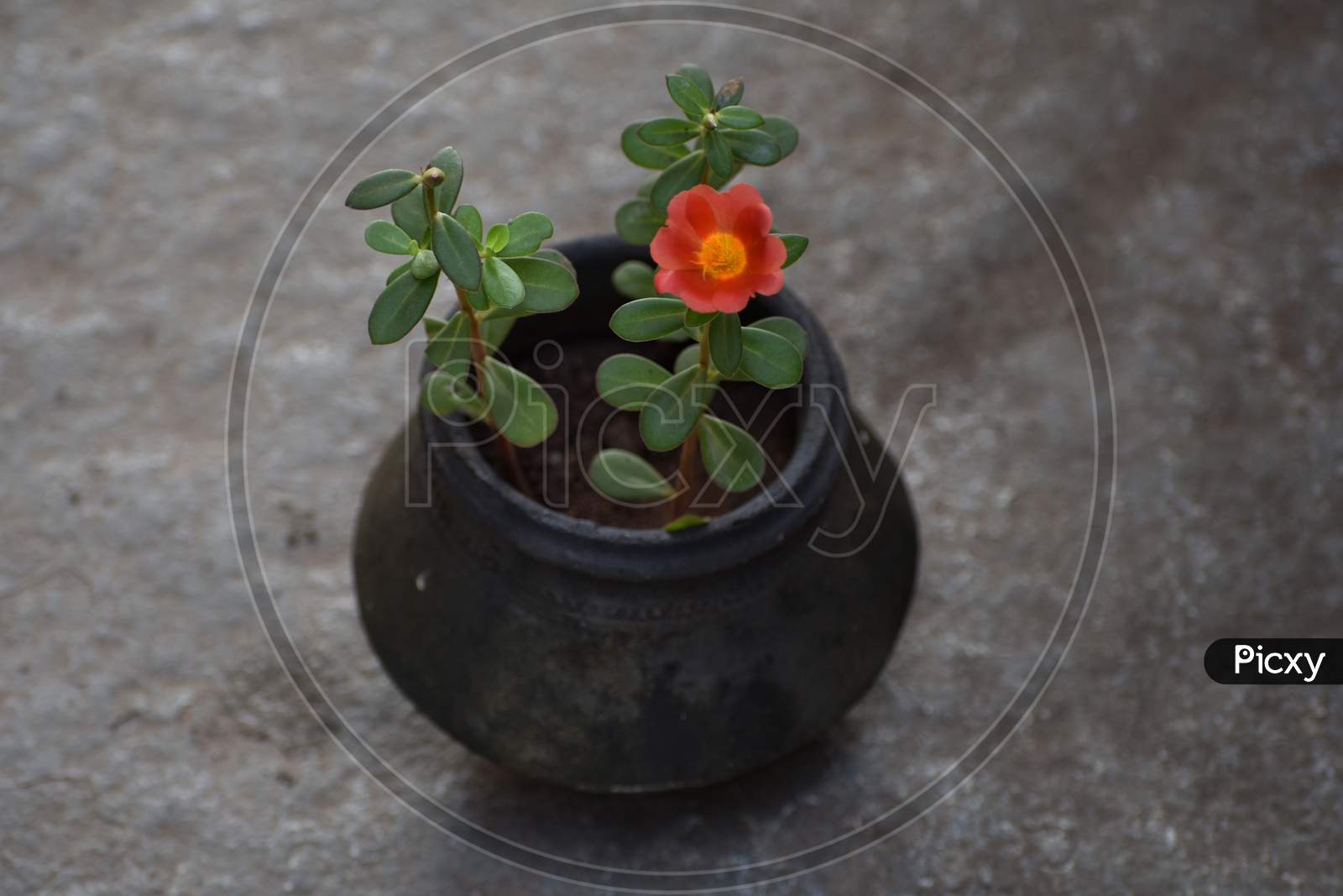 Flower plant in soil pot
