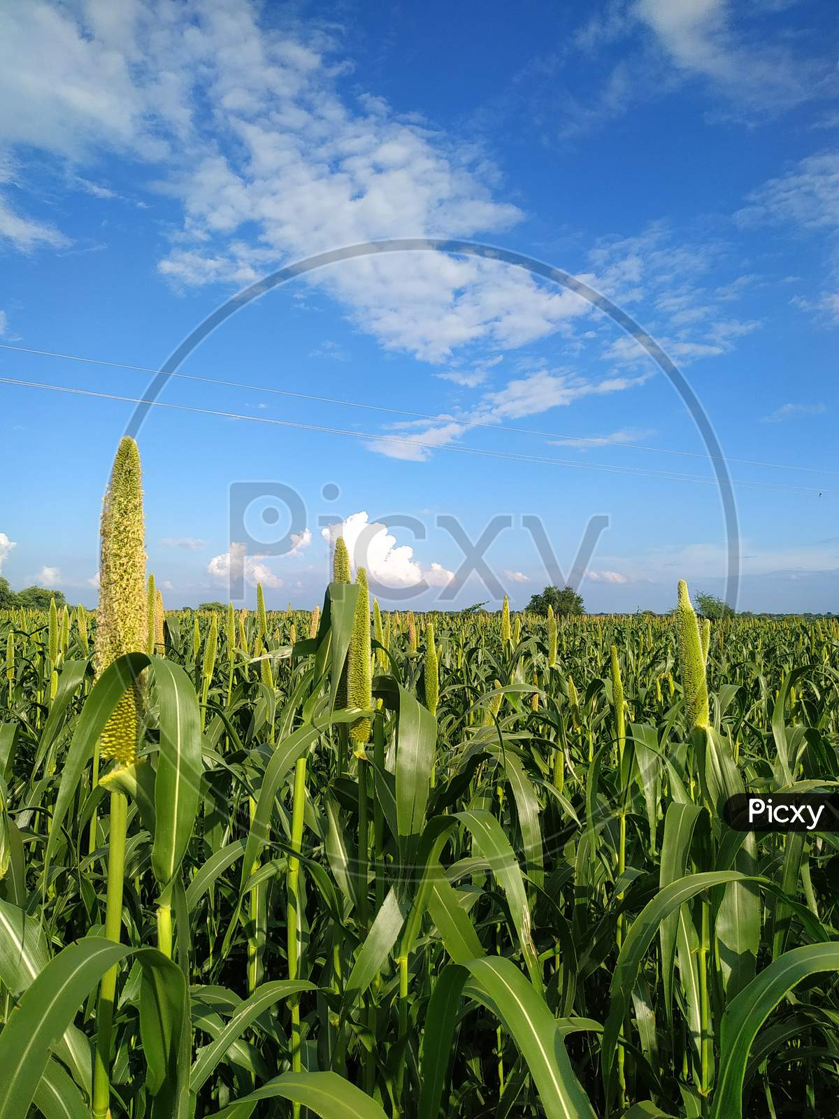 Growing Millet Plants On Blue Sky Background