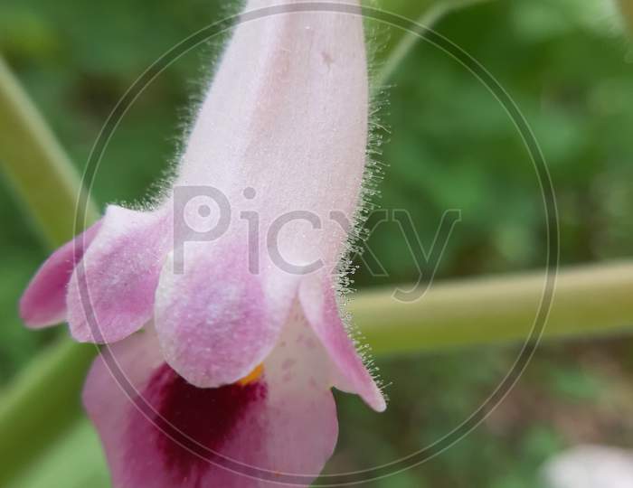 Macro photography focusing on hairs of flower.