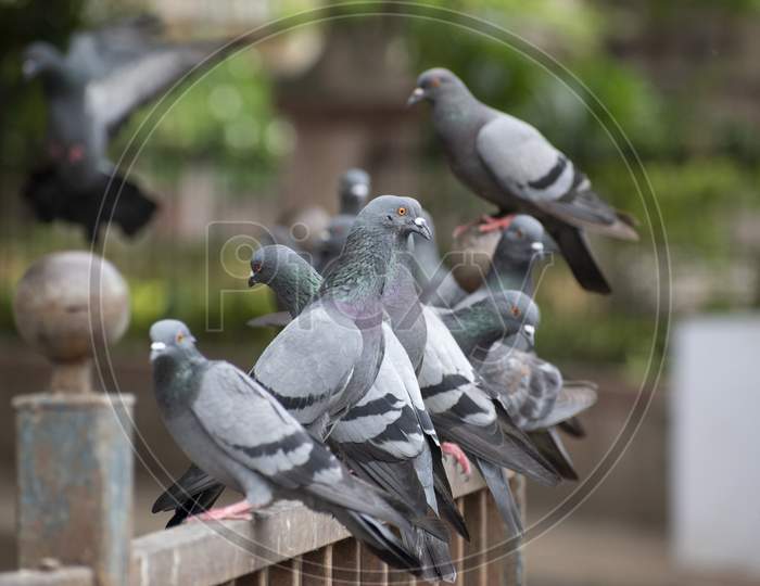 Amazing Shot Of Asiatic Rock Dove Pigeon Landing On Railing With Wings Out