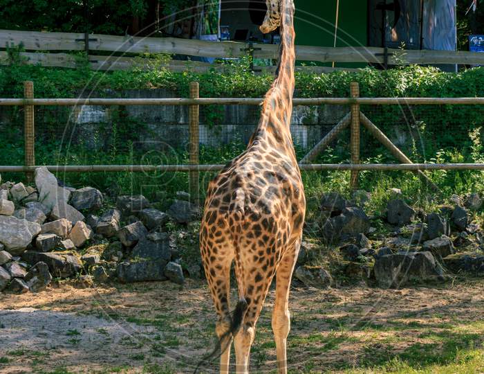 Rothschildi Giraffe Long Neck Animal Back View