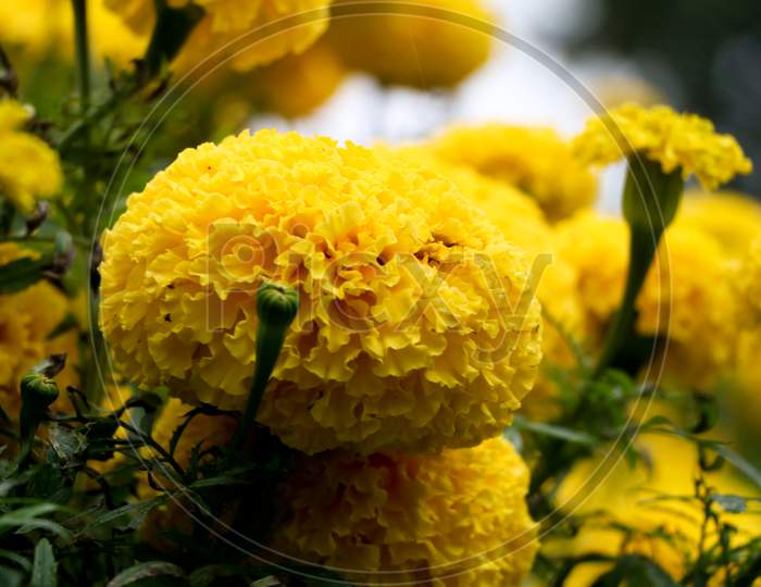 Close Up Shot Of Light Yellow Color Marigold Flower