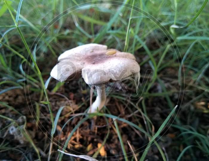 A picture of mushroom with blur background