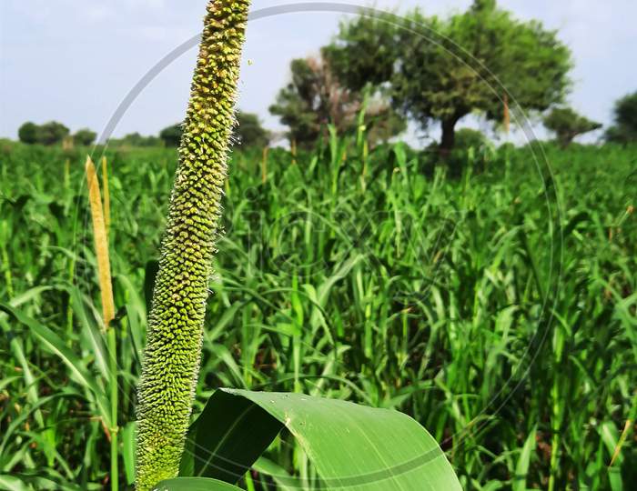 Pearl Millet Or Bajra Sitta In Farm Land In India Vertical Photo