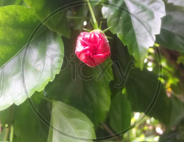 Bud of a beautiful red hibiscus flower which is about to bloom