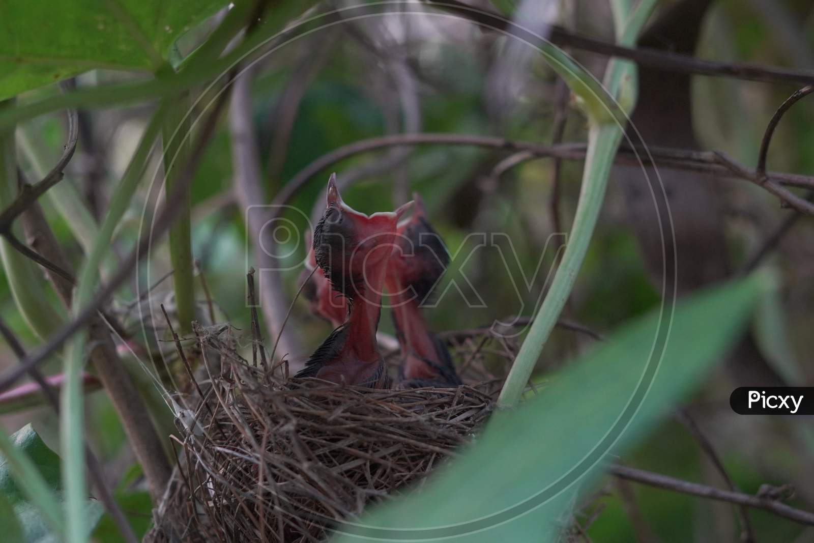 Newborn Hungry sparrow Baby Birds In Nest