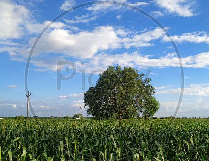 Millet Field And Bodhi Tree On Blue Sky Background