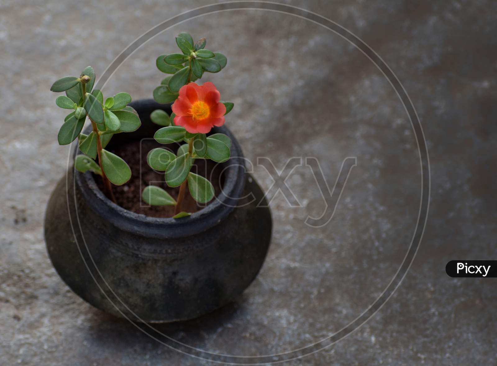 Flower plant in soil pot wallpaper
