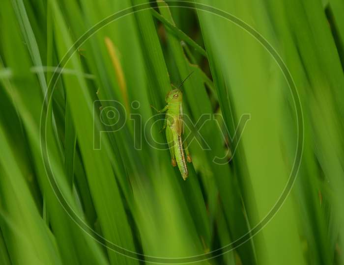 The Green Bug Insect Hold On Paddy Plant In The Field Meadows.