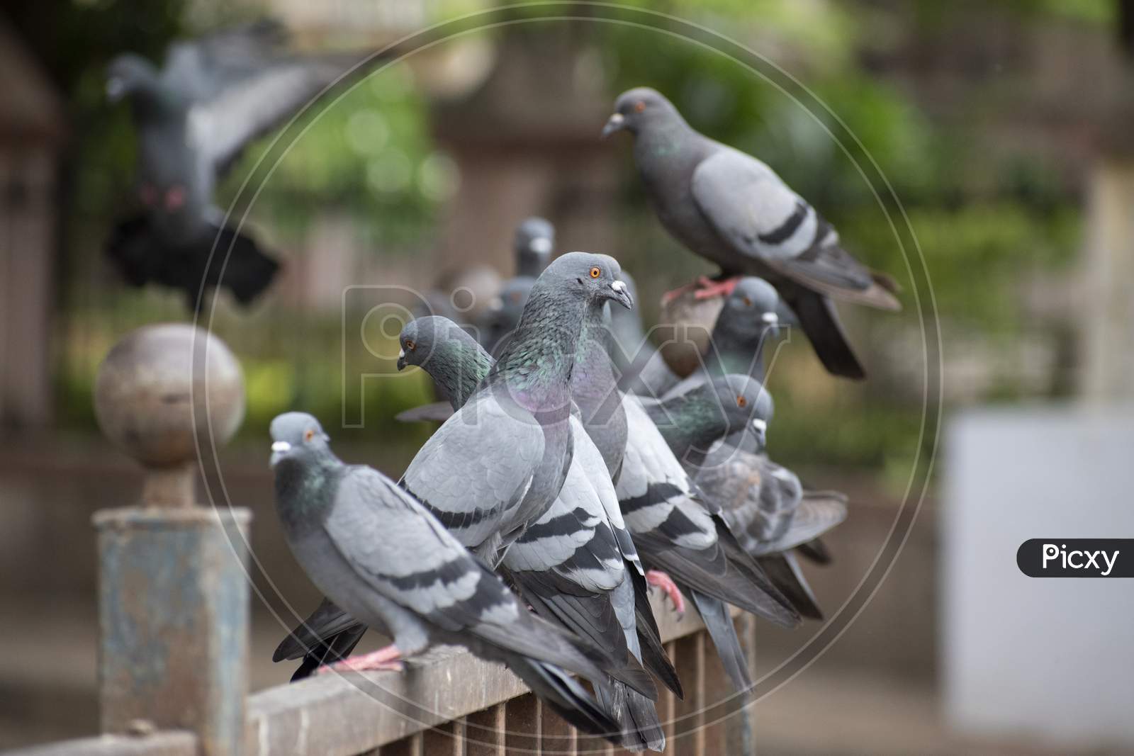 Amazing Shot Of Asiatic Rock Dove Pigeon Landing On Railing With Wings Out