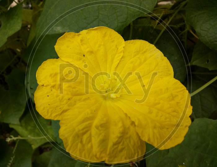 Yellow blooming flower background