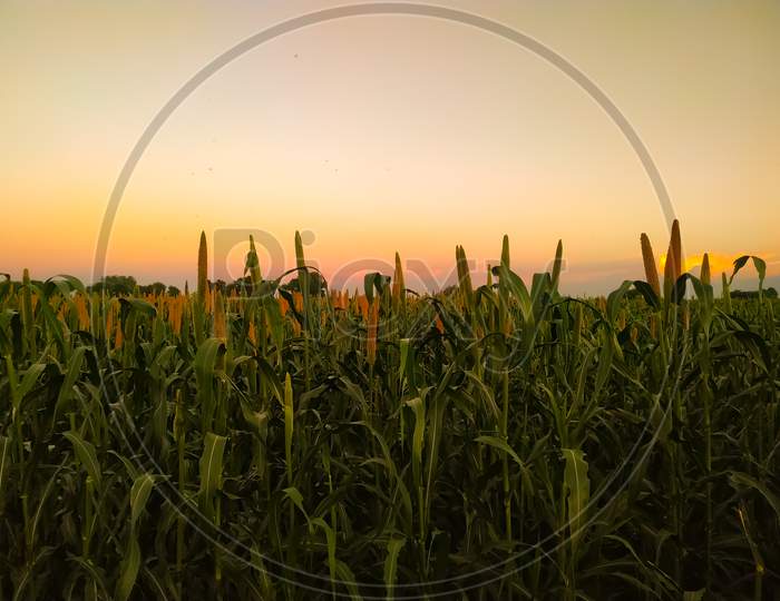 Field Of Millet On A Sunset Sky Background