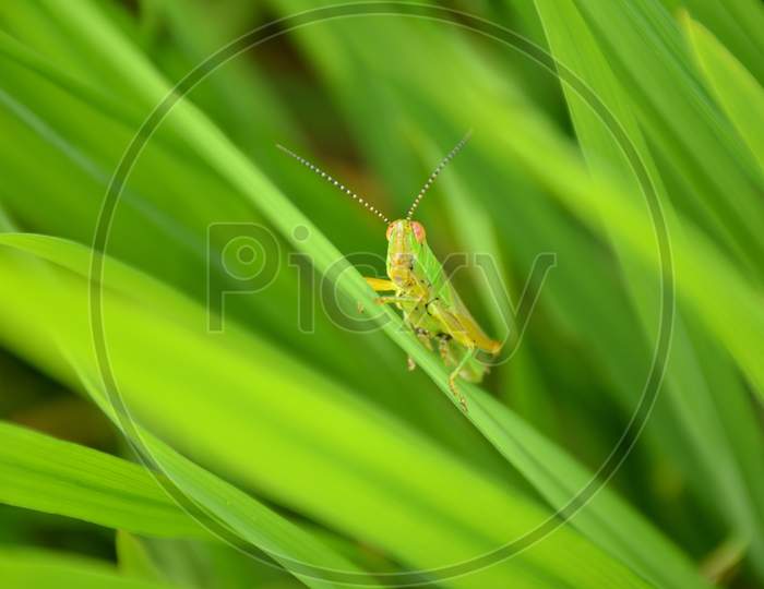 The Green Bug Insect Hold On Paddy Plant In The Field Meadows.
