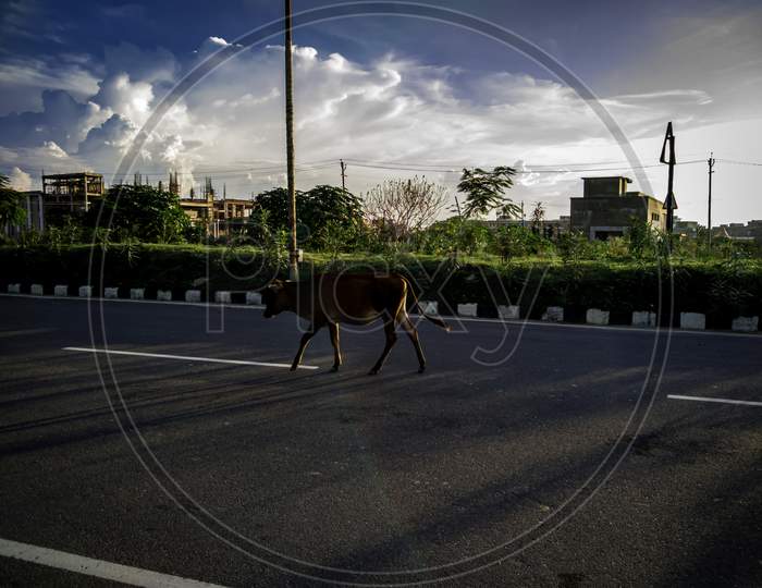 Cow is walking on silent road on a beautiful evening.