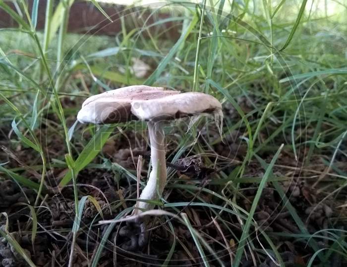 A picture of mushroom with blur background