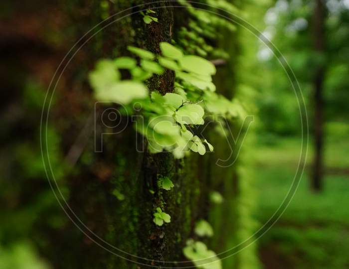 green small leaf