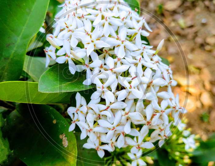 Beautiful White Ixora Coccinea flowers with green leaves