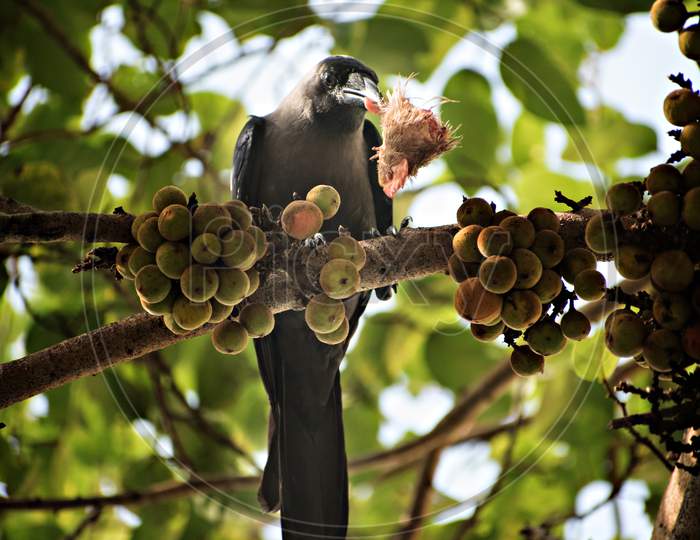 House Crow Eating Rooster'S Head While Sitting On A Tree Branch.