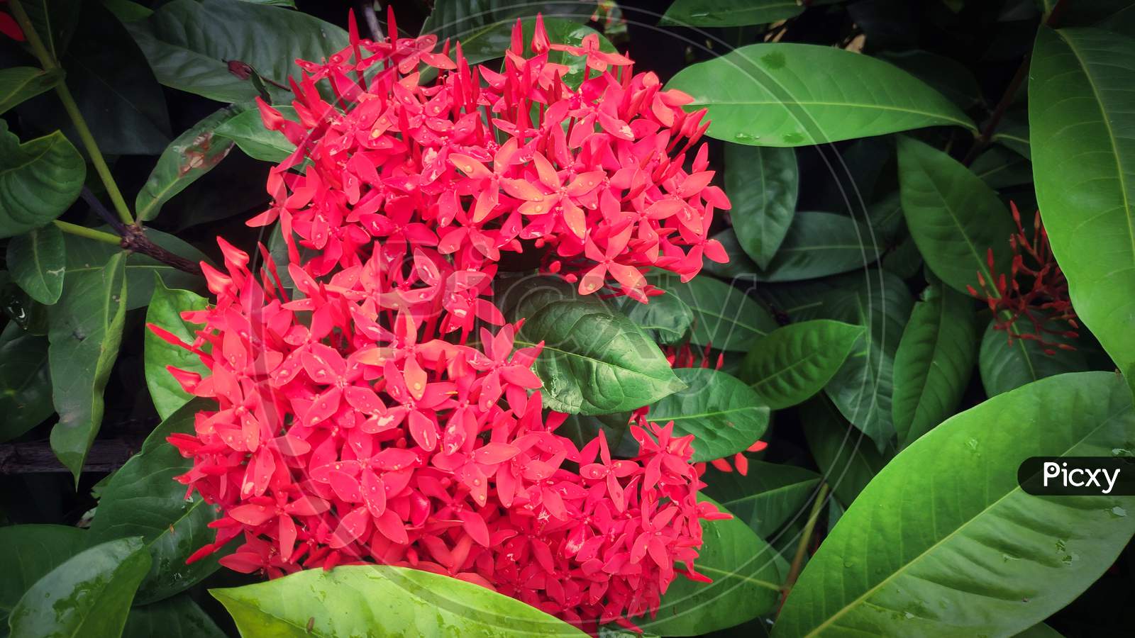 Couple of Ixora Coccinea Flowers with green leaves as background