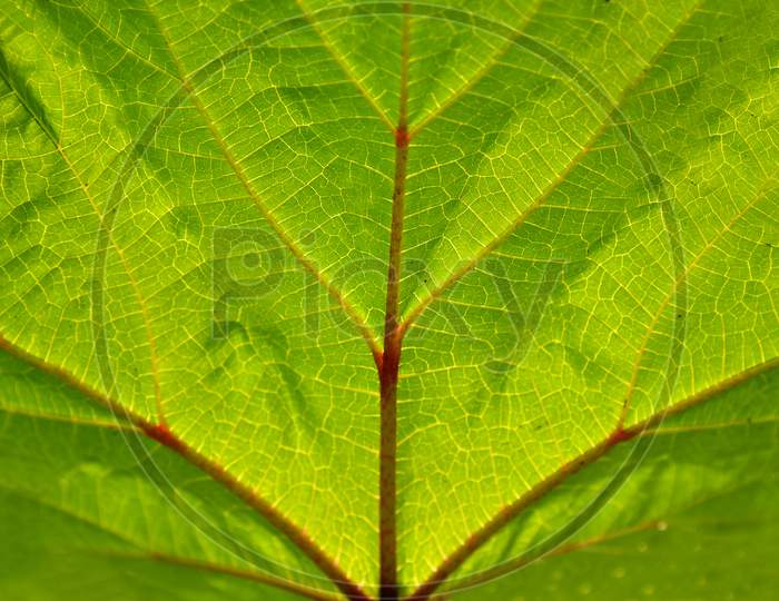 Green Leaf Close Up Background And Wallpapers