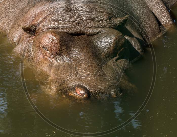Hippopotamus Zoo Large Animal In Pool