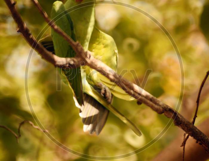 Parrot sitting on a branch closeup photos