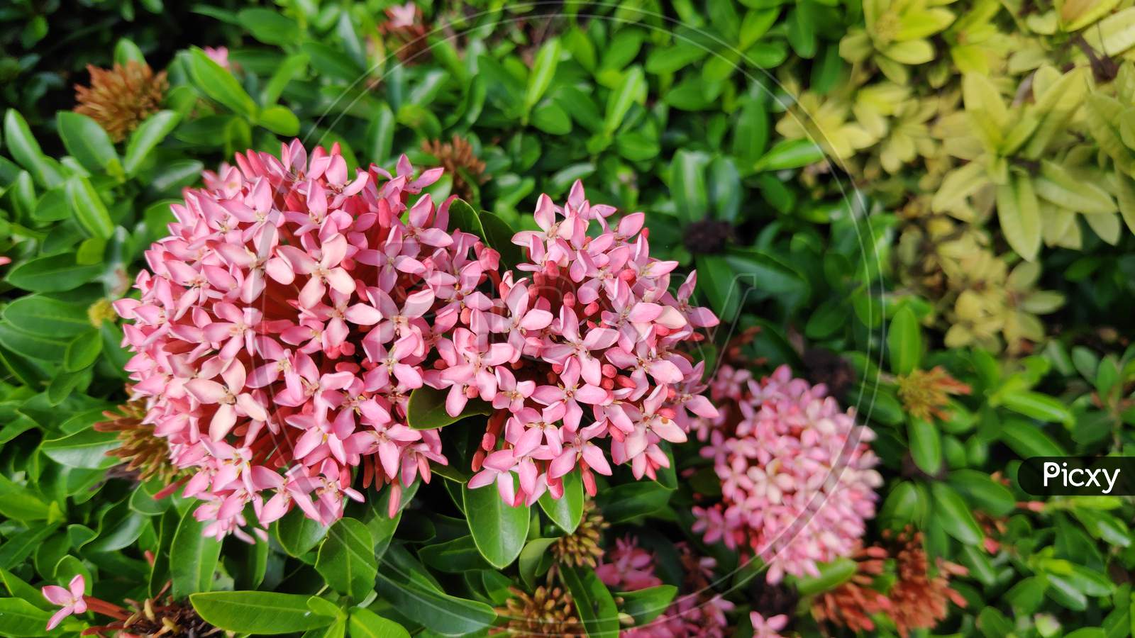 Three colorful Red Flowers of Ixora Coccinea plant with green leaves