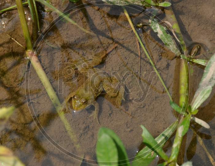 The Small Brown Frog Melt With Clay In The Water.