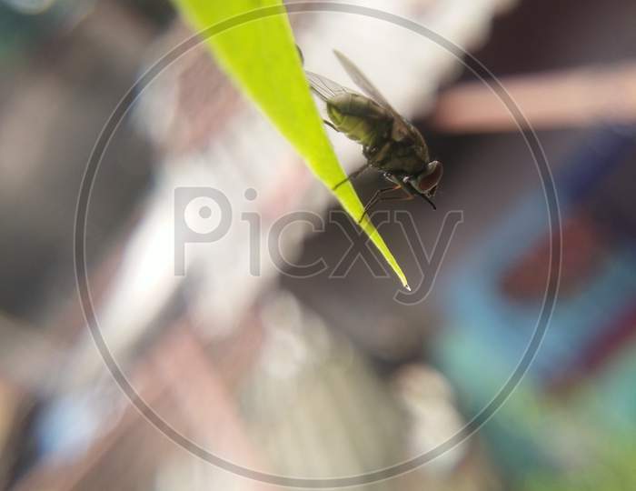 Macro photography for The fly insect