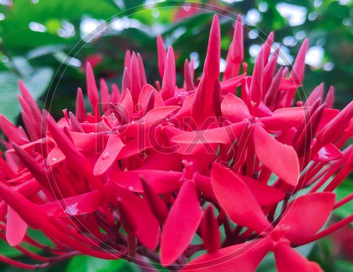 Single Beautiful red Ixora Coccinea Flower with green leaves