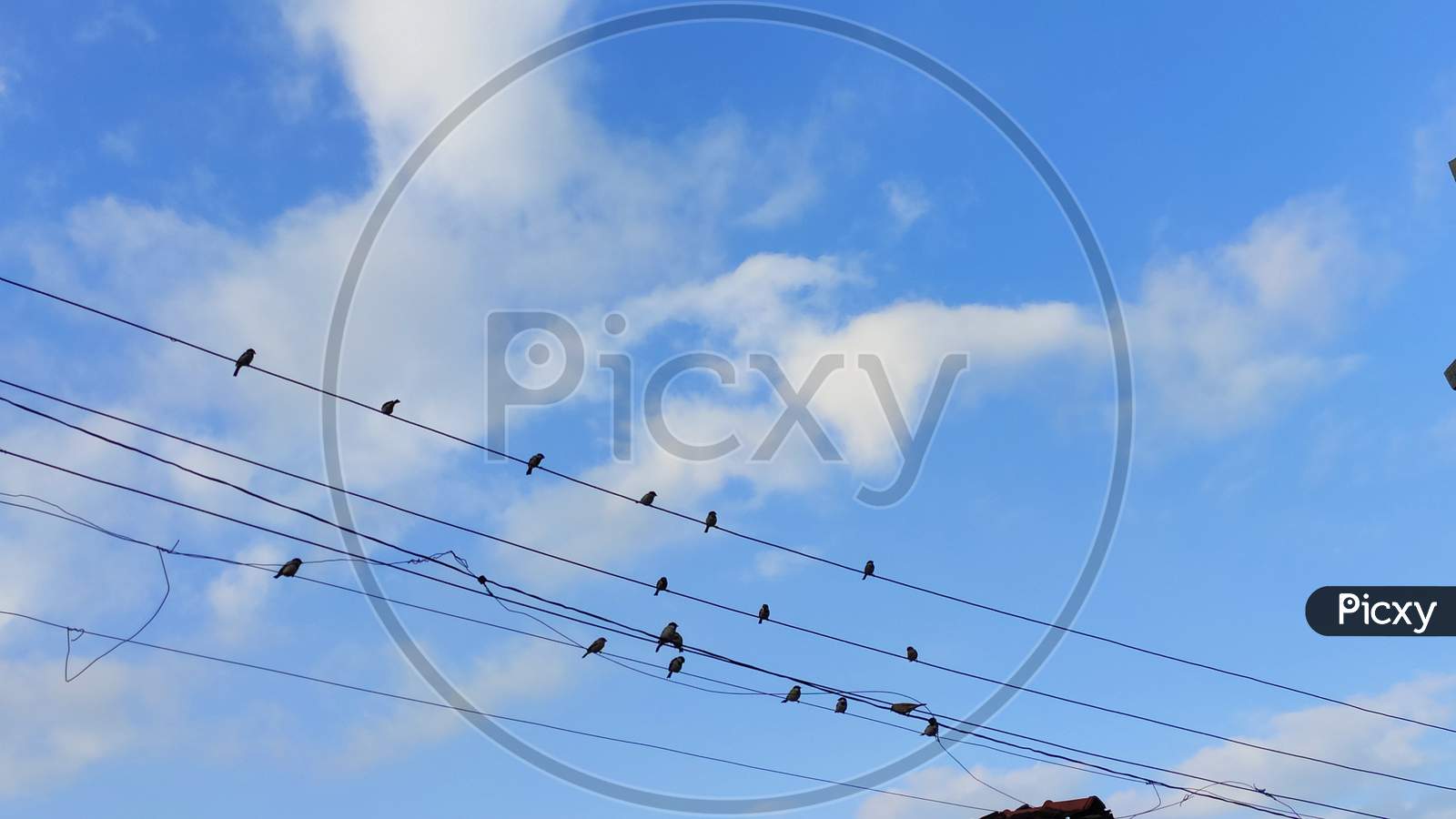 Sparrows sitting on electricity cables