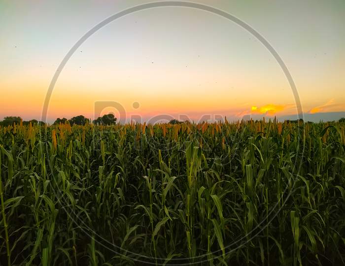 Field of millet on a sunset sky background