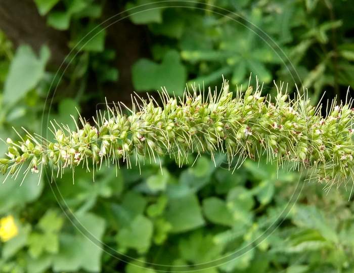 Closeup of grass flower