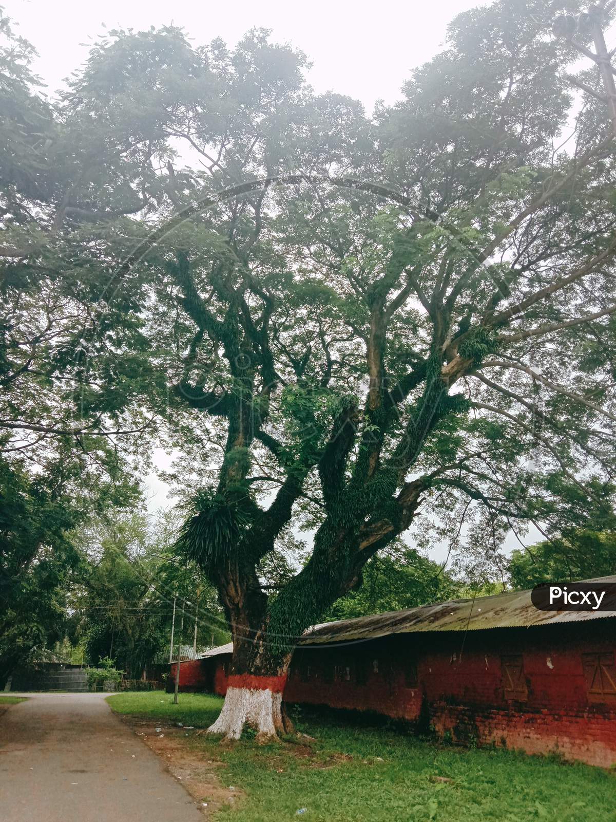 Monsoon tree