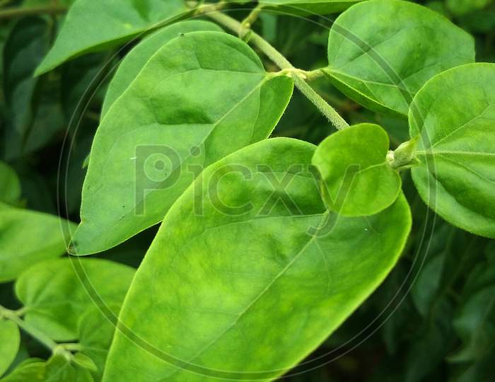 green leaves of lemon plant with dark tone