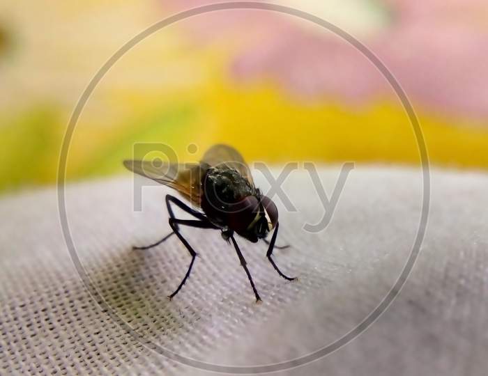 A Small Fly On A White Cloth