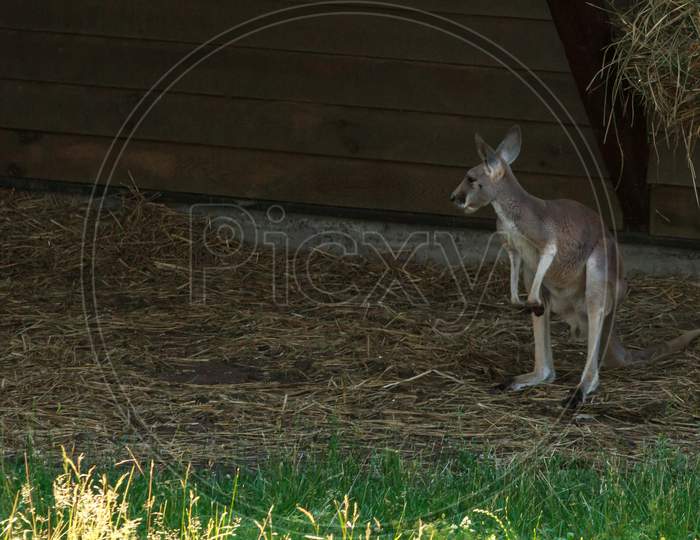 Little Grey Dwarf Kangaroo Animal