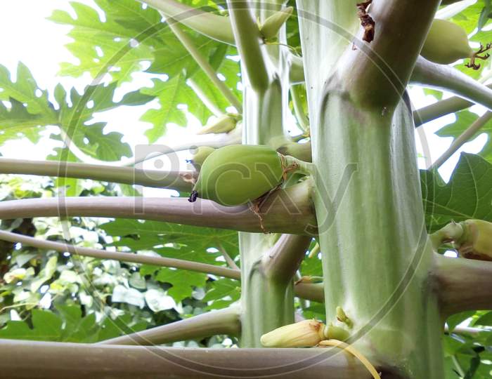A beautiful little green papaya on a papaya plant