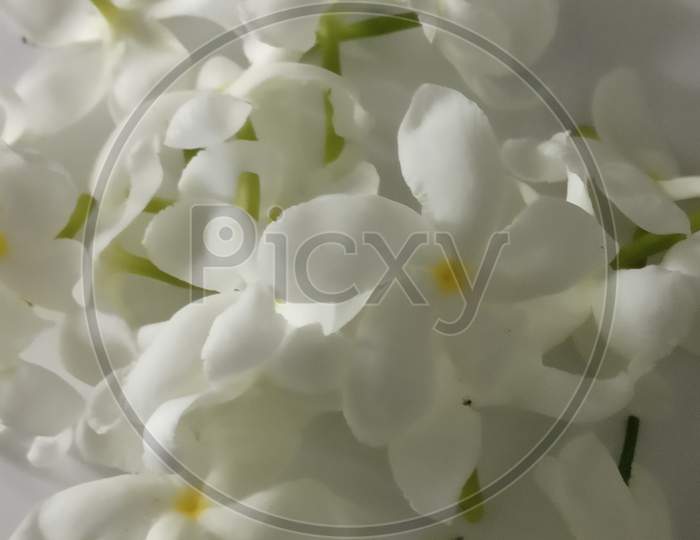 Jasmine flower  and it's petal white flower