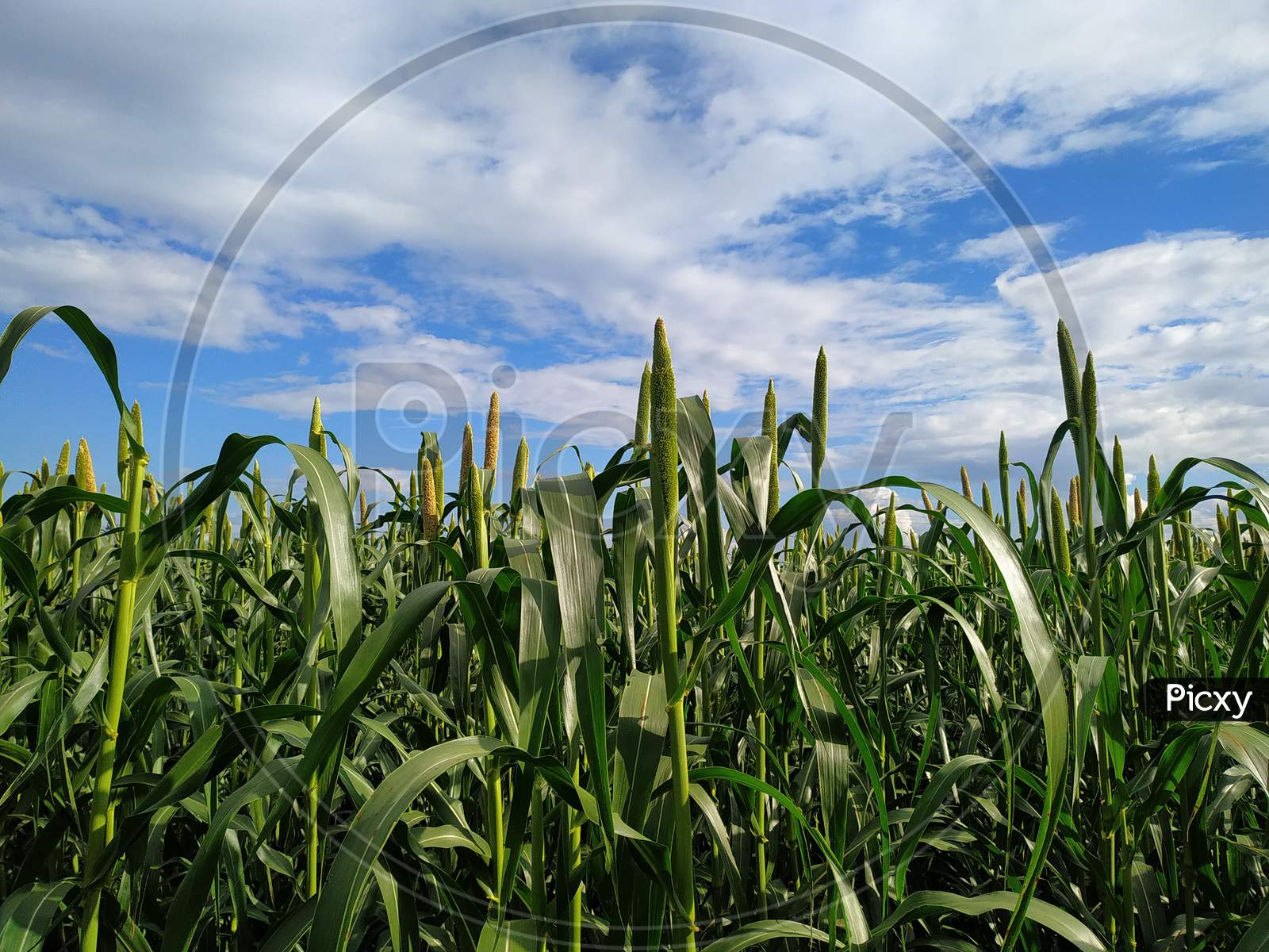 Millet Plants Field On Blue Sky Background